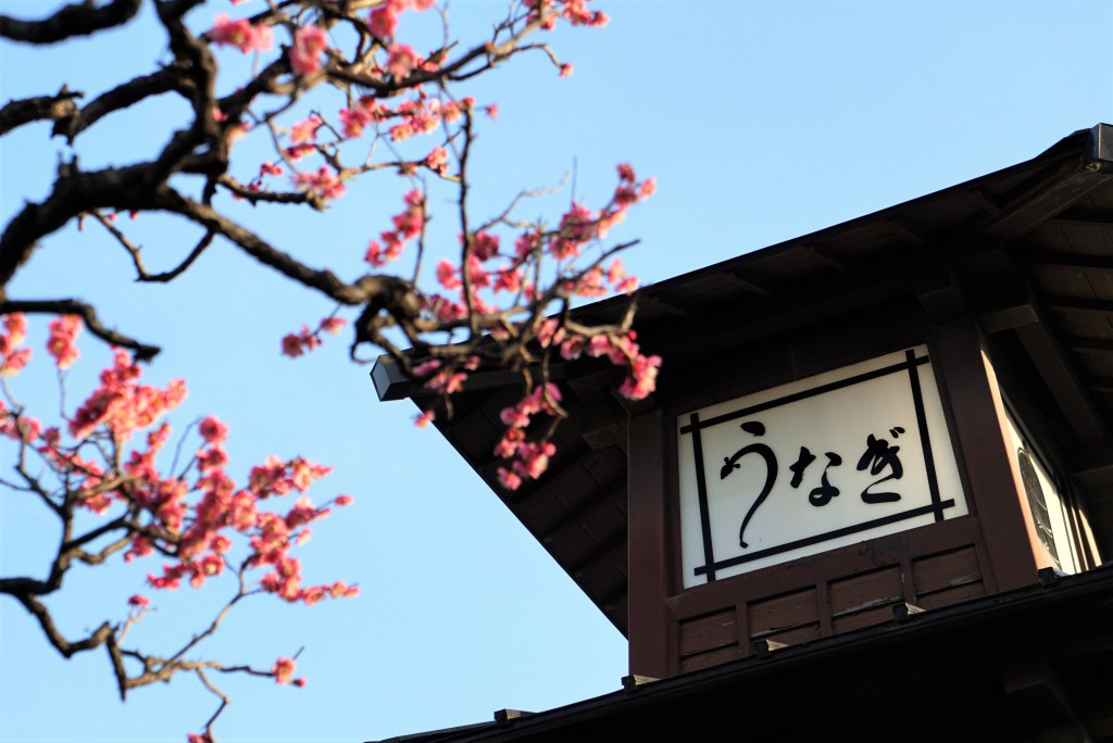 川越 うねぎ 寿庵