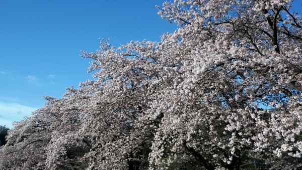 sakura