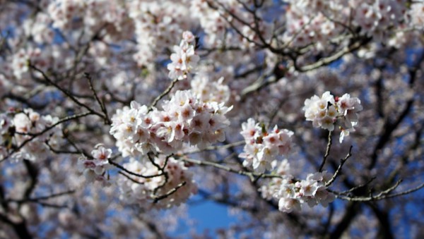 sakura2