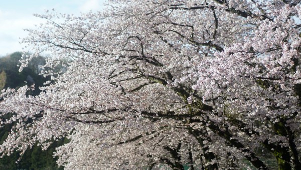 sakura3