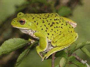 モリアオガエル