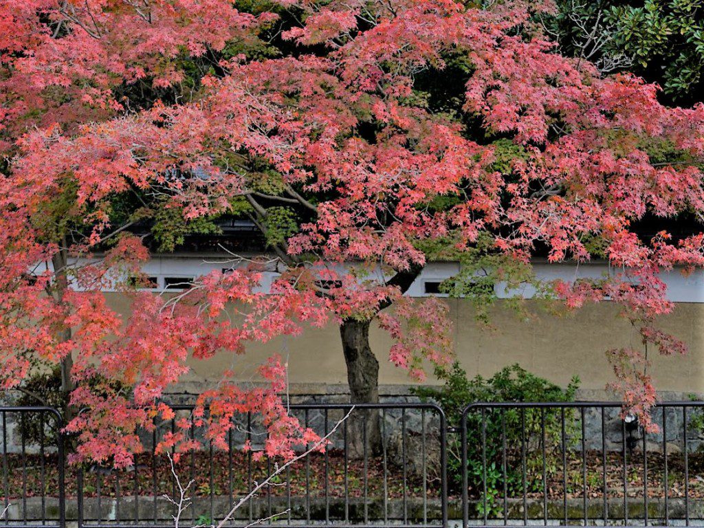 琵琶湖疏水脇の紅葉