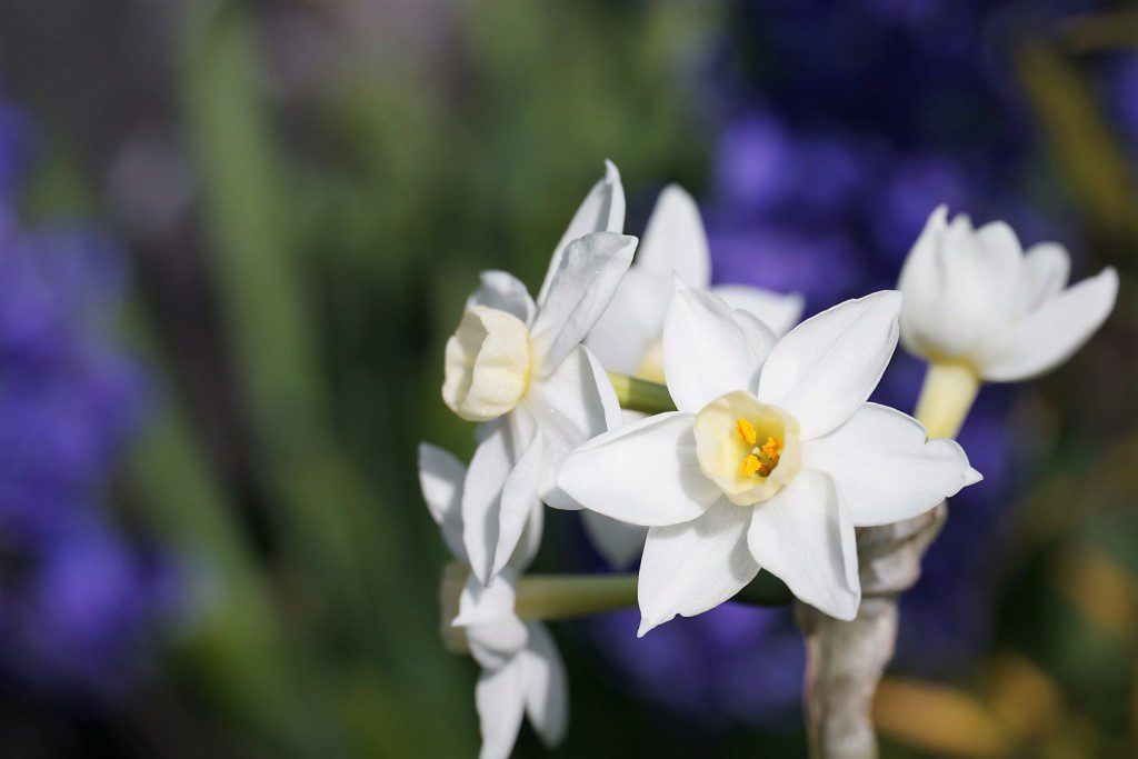 水仙の花
