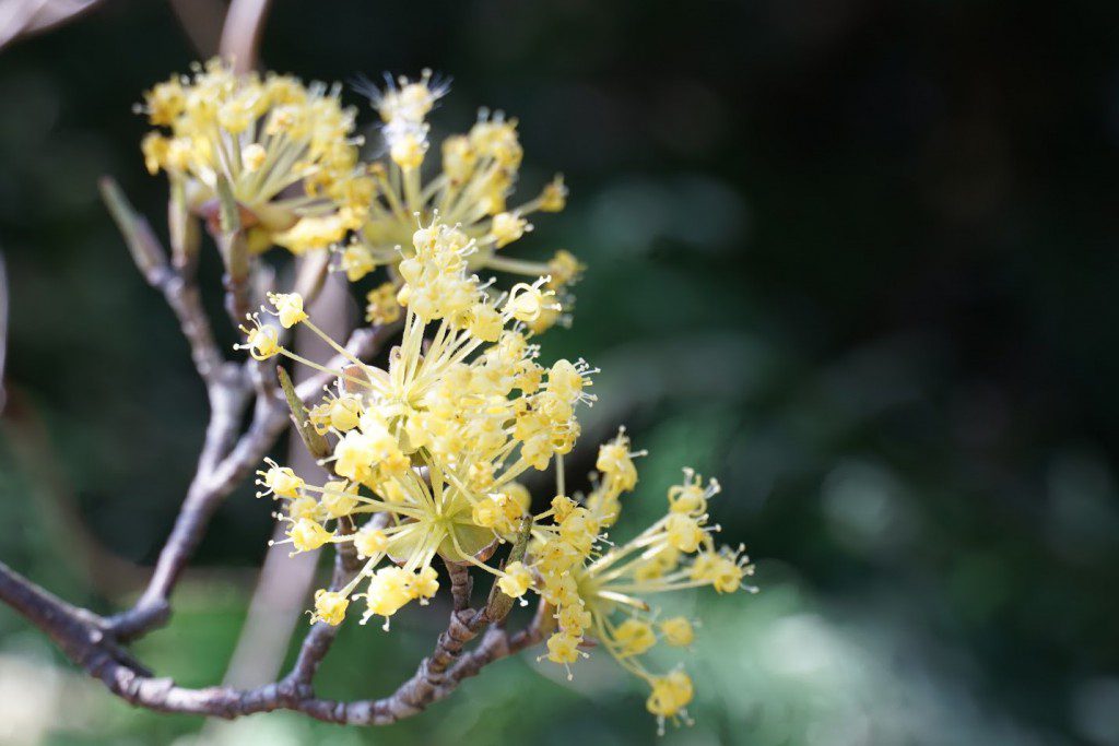サンシュユの花