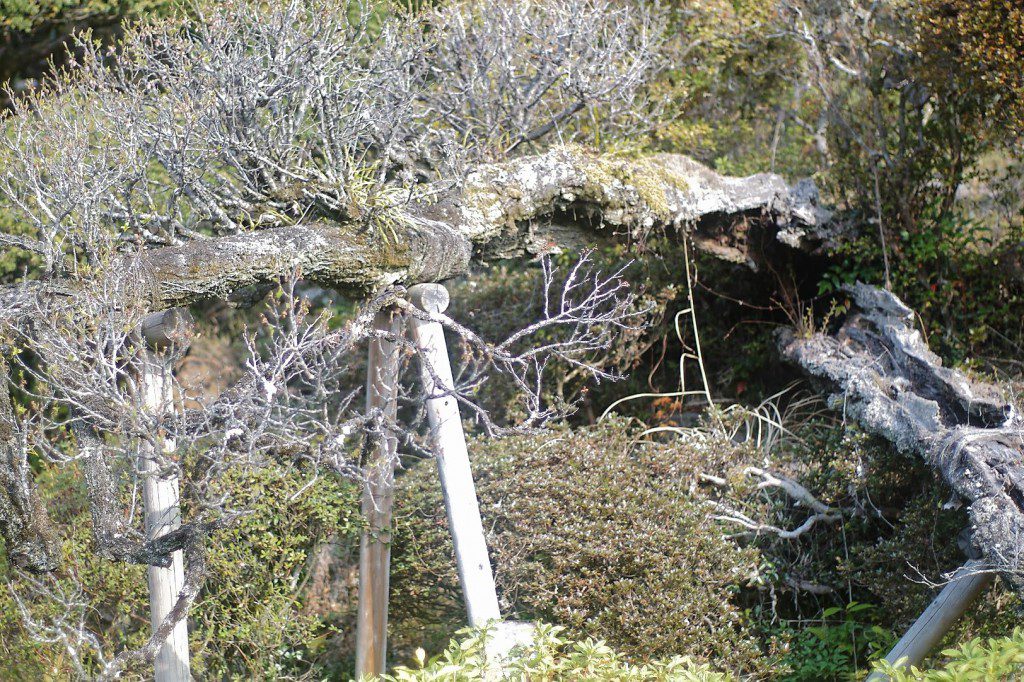 梅岩寺 梅の枯木