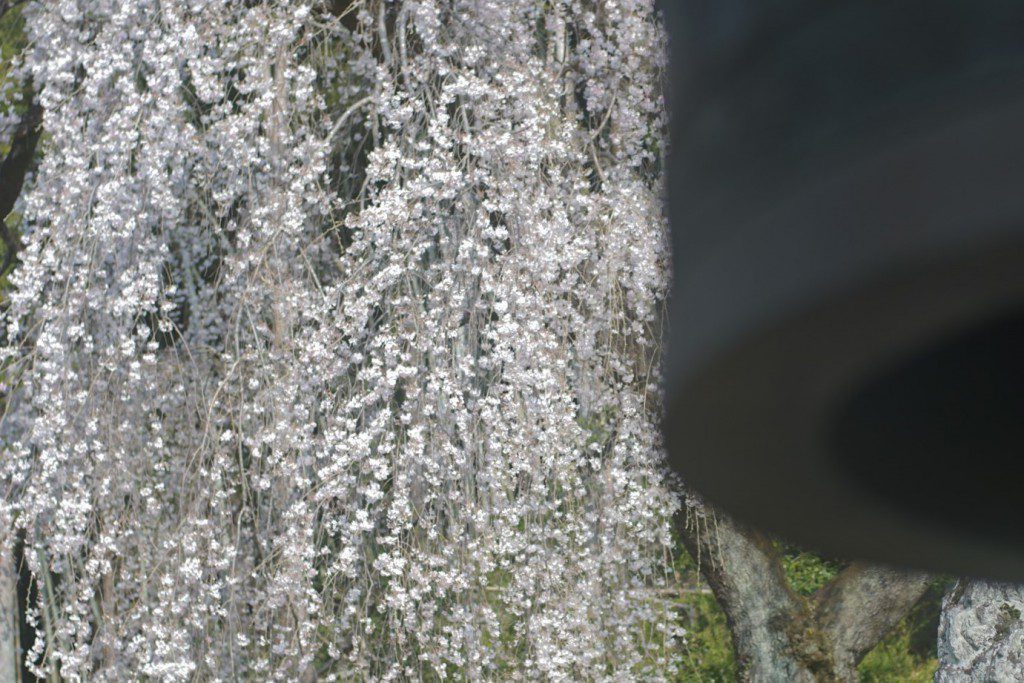 梅岩寺 枝垂れ桜
