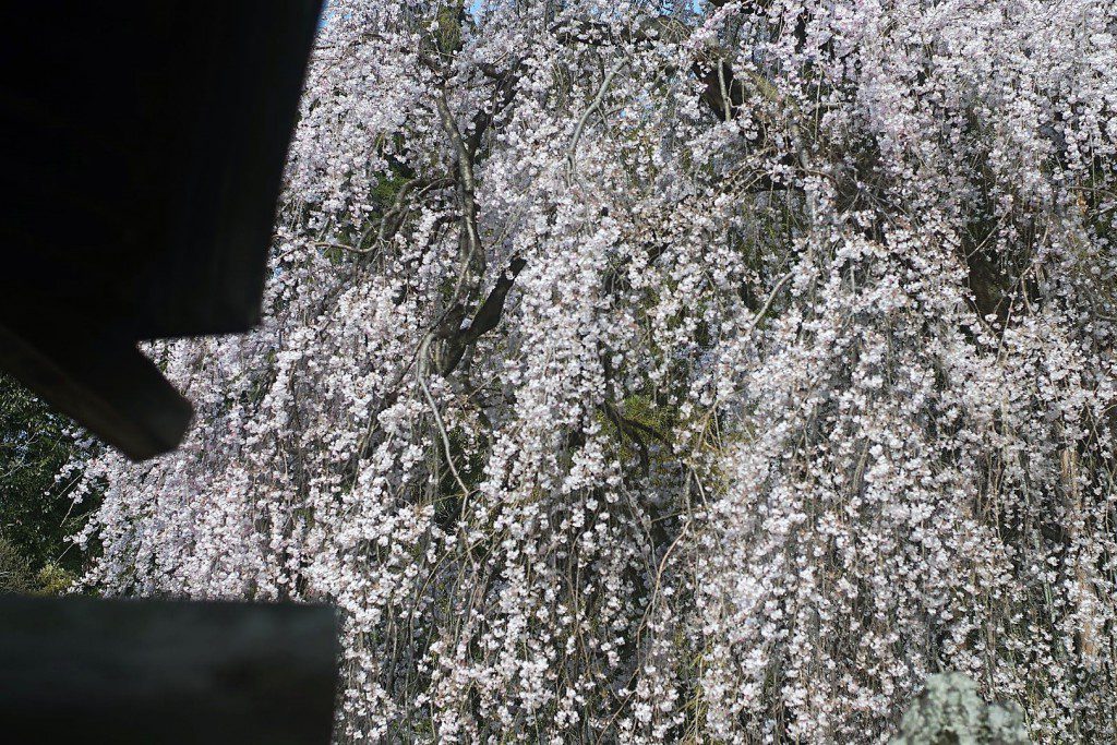 梅岩寺 枝垂れ桜