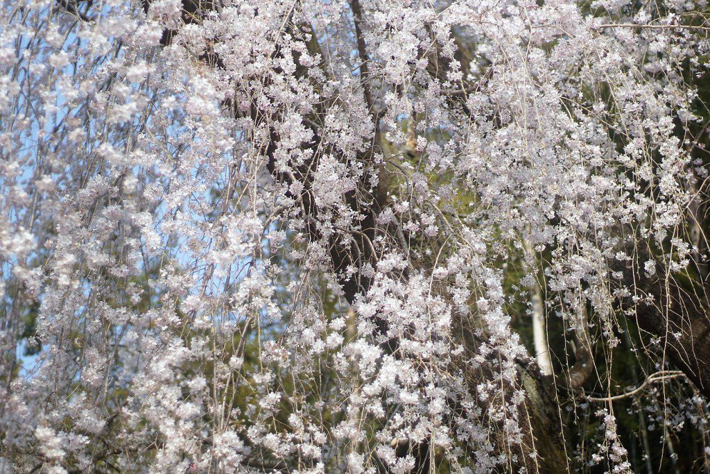 梅岩寺 枝垂れ桜