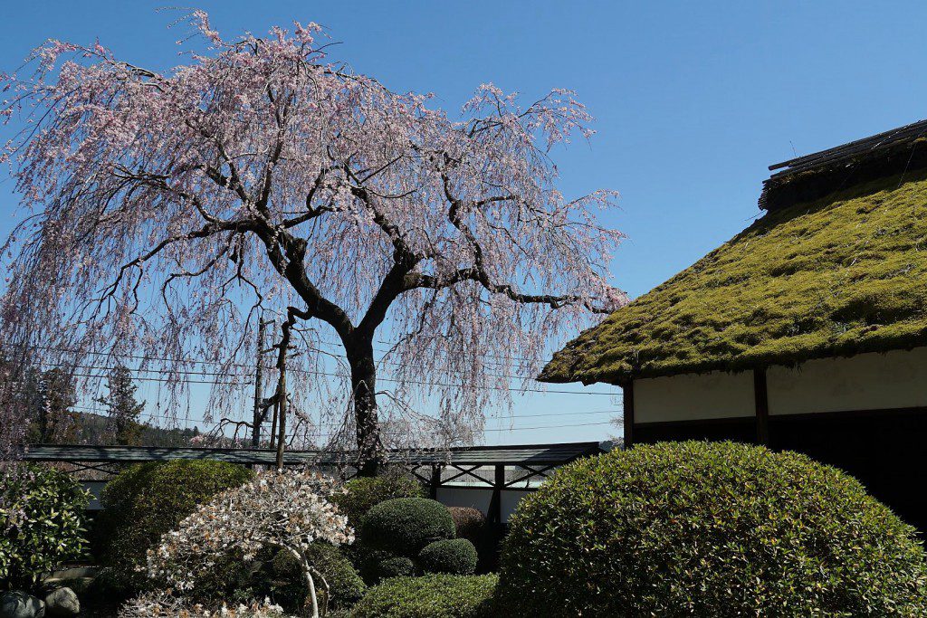 安楽寺の枝垂れ桜
