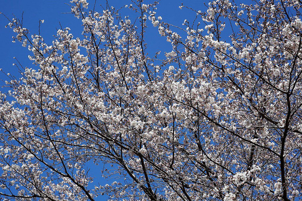 安楽寺の桜
