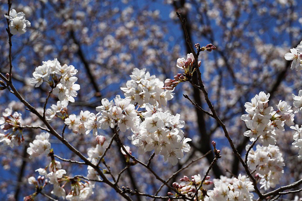 安楽寺の桜