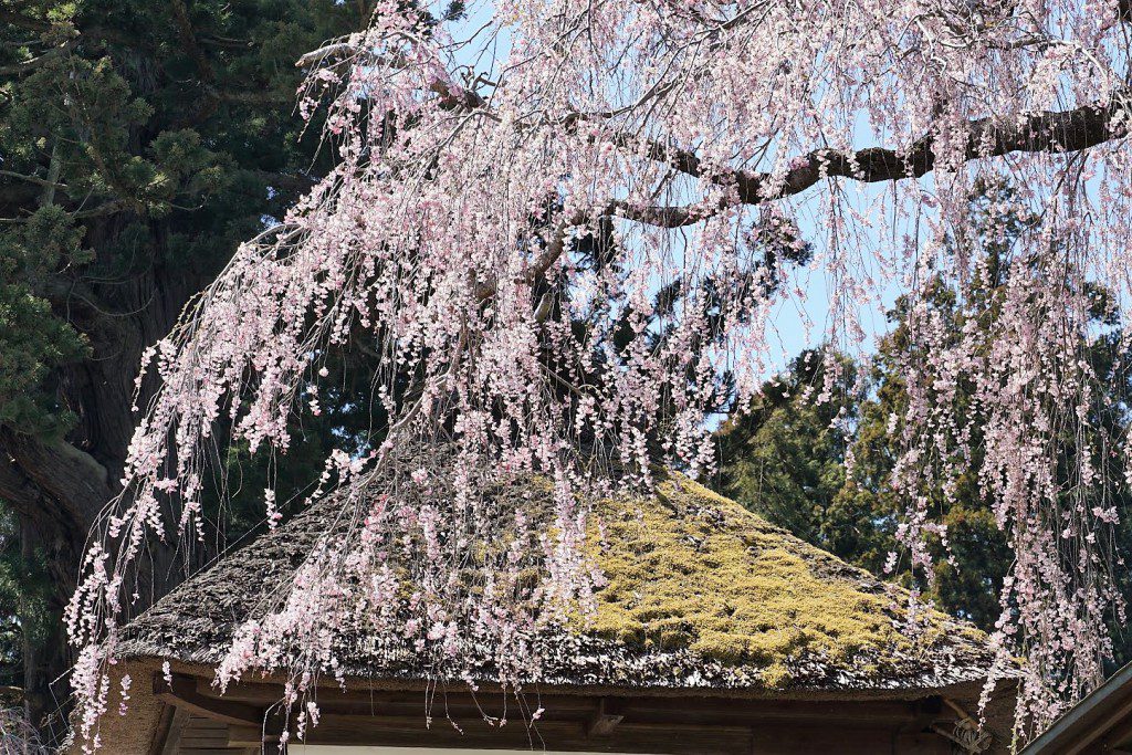 安楽寺の枝垂れ桜