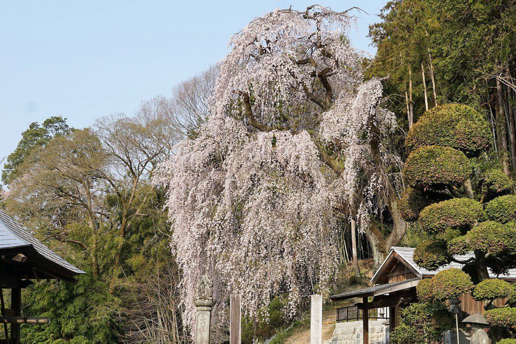 梅岩寺 枝垂れ桜