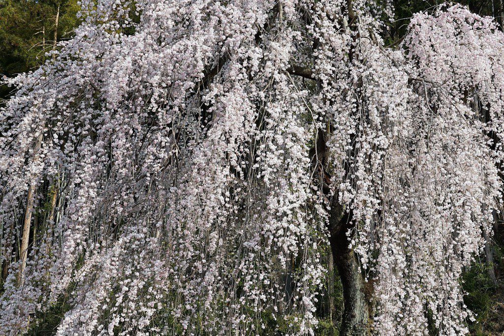 梅岩寺 枝垂れ桜
