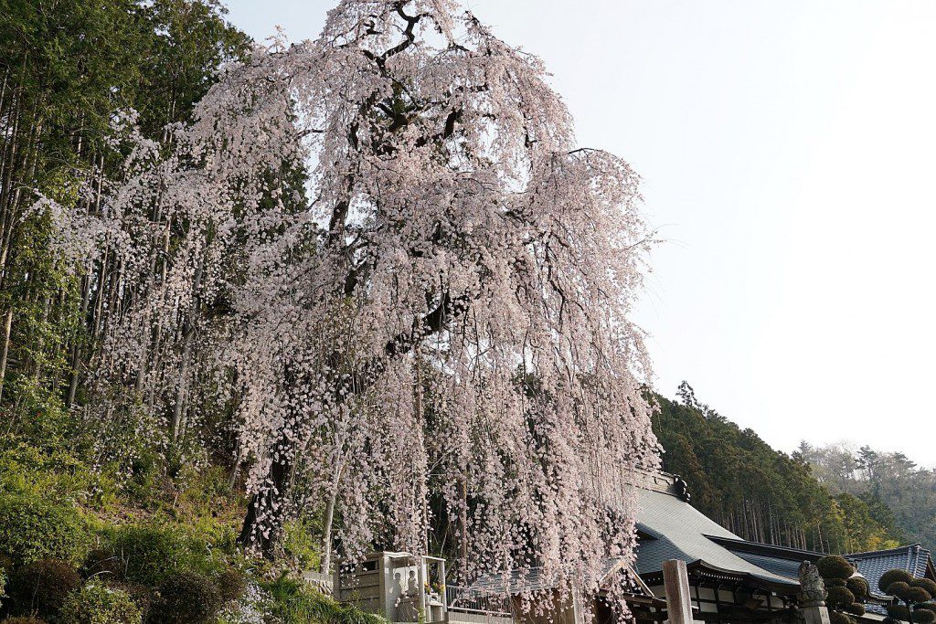 梅岩寺 枝垂れ桜