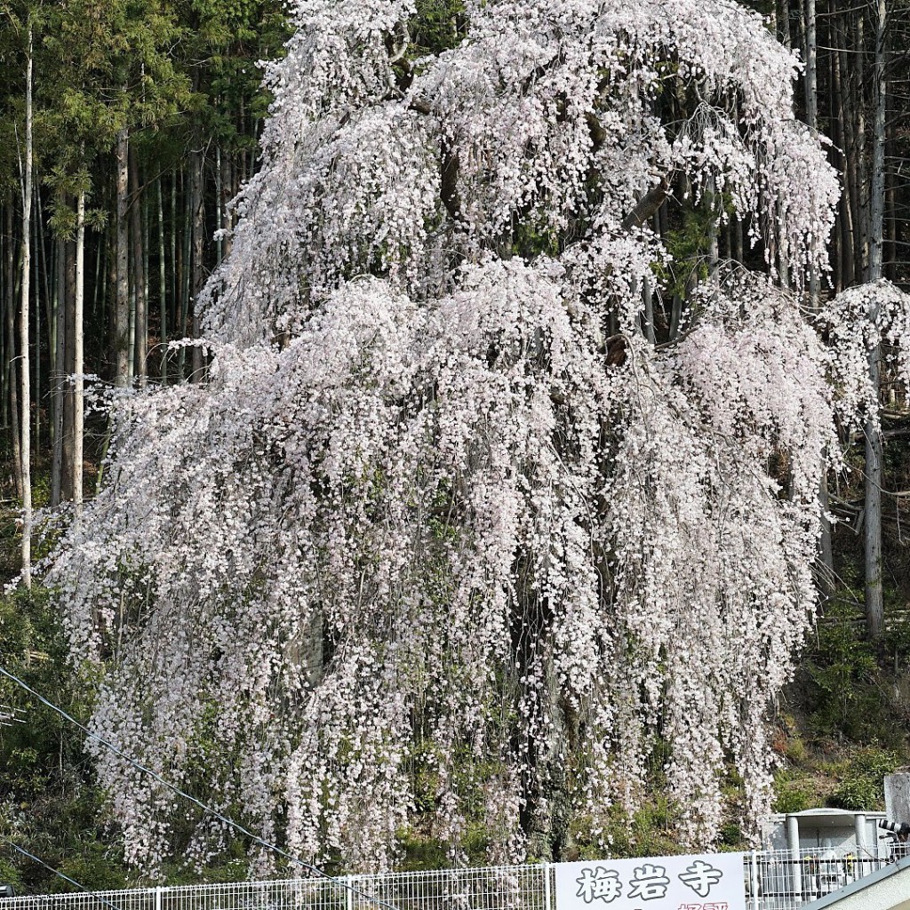 梅岩寺 枝垂れ桜