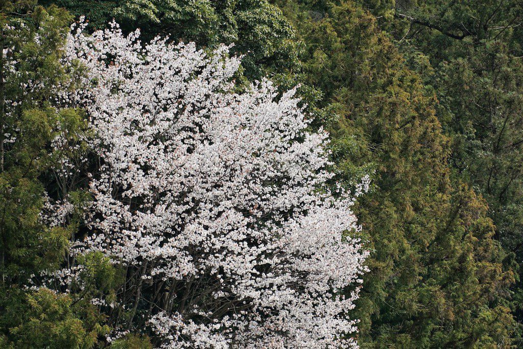 2019 桜