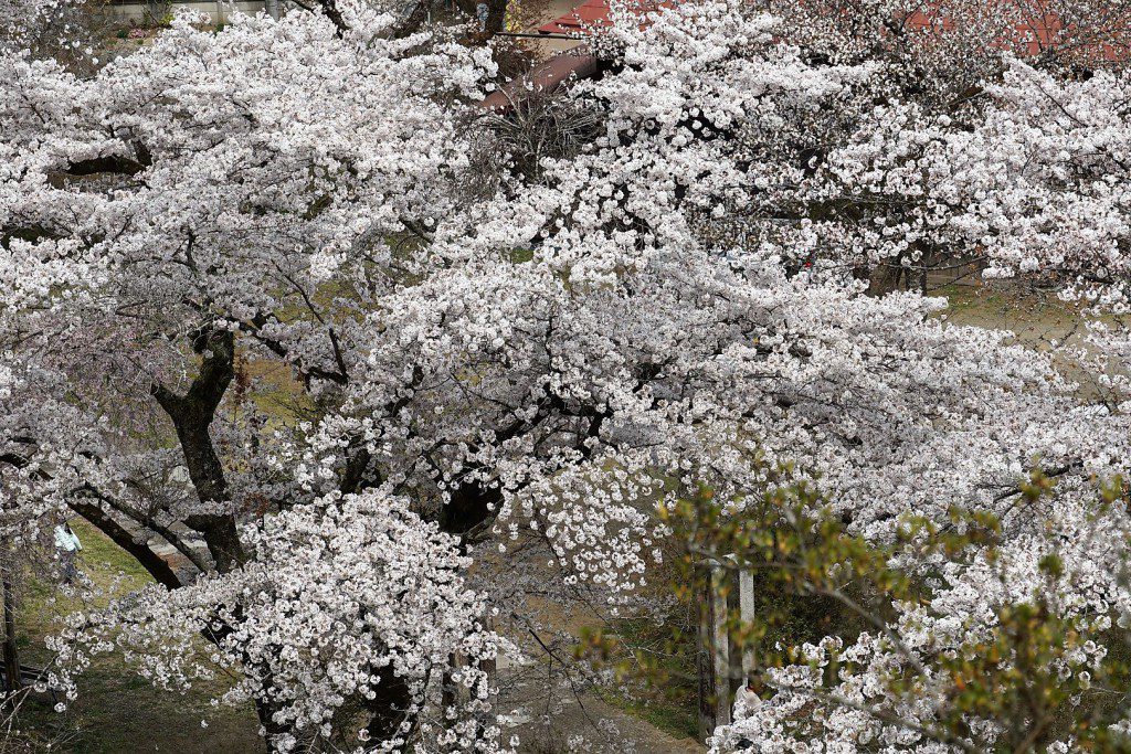 2019 桜