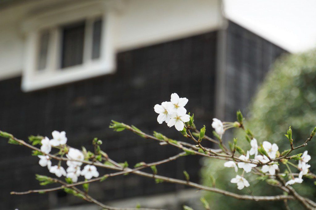 2019 桜