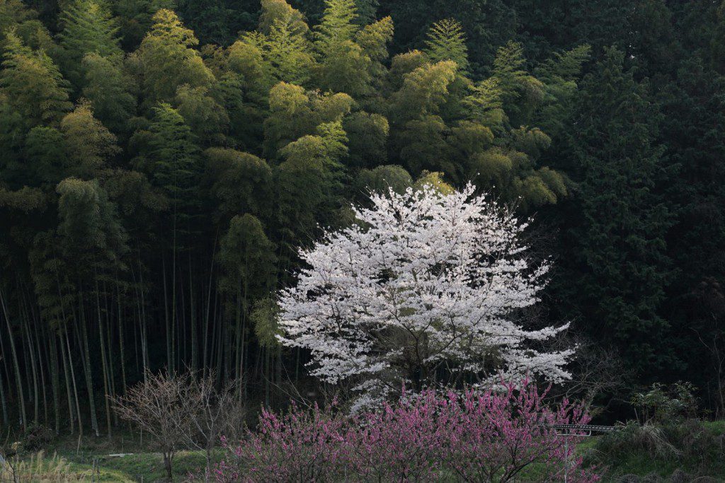 2019 桜
