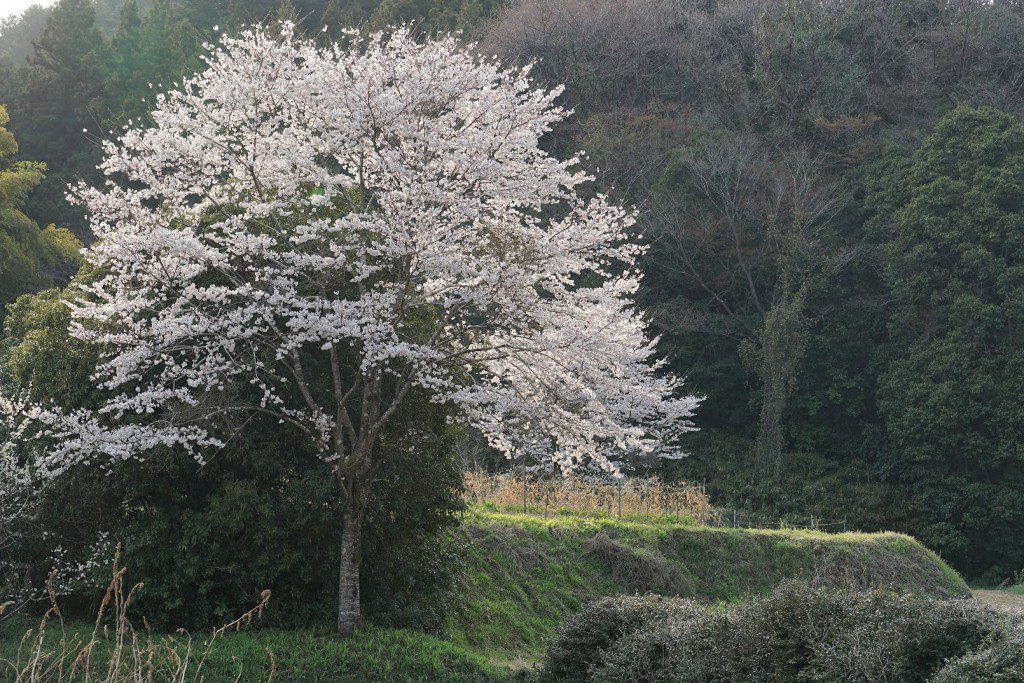 2019 桜