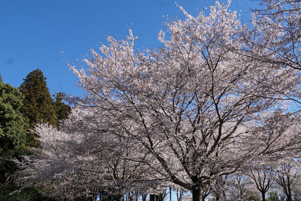 2019 桜