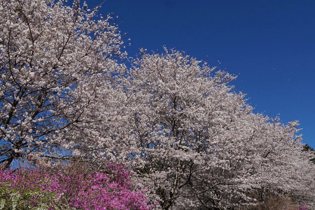 2019 桜