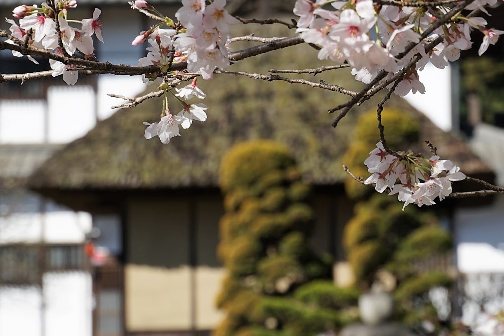 2019 桜