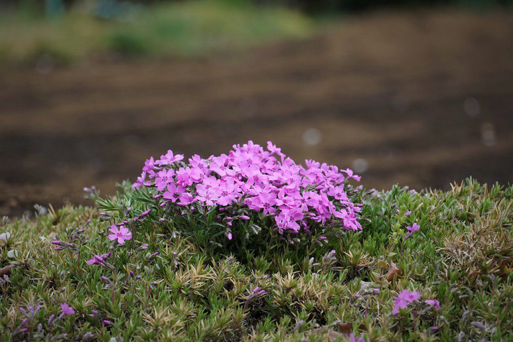 狭山丘陵 芝桜ガーデン