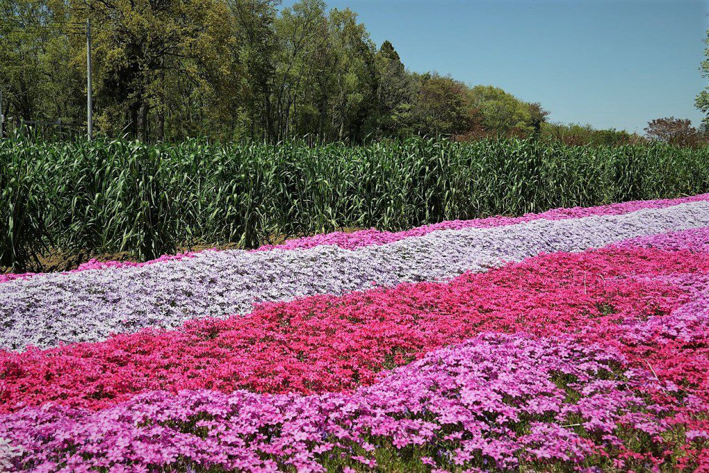 狭山丘陵 芝桜ガーデン