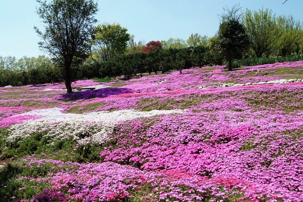 狭山丘陵 芝桜ガーデン