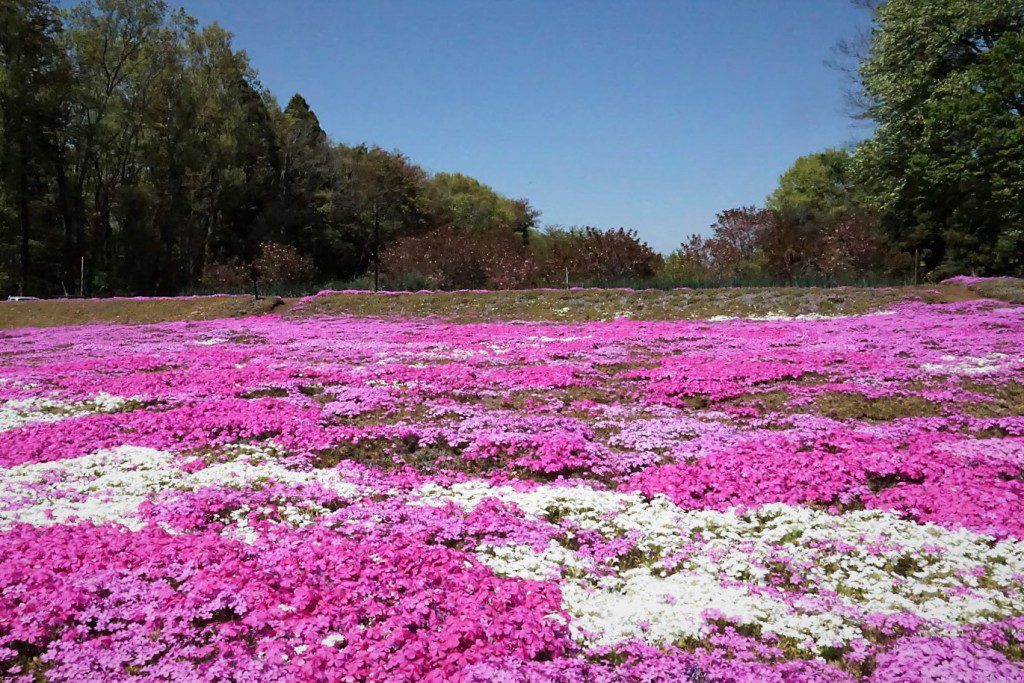 狭山丘陵 芝桜ガーデン