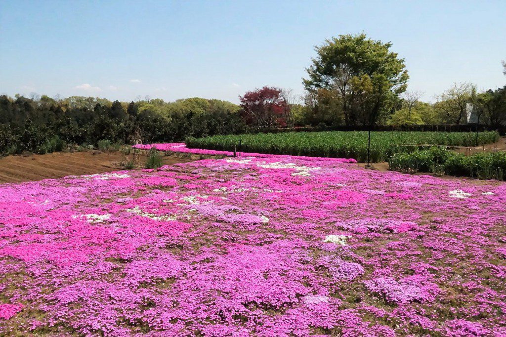 狭山丘陵 芝桜ガーデン