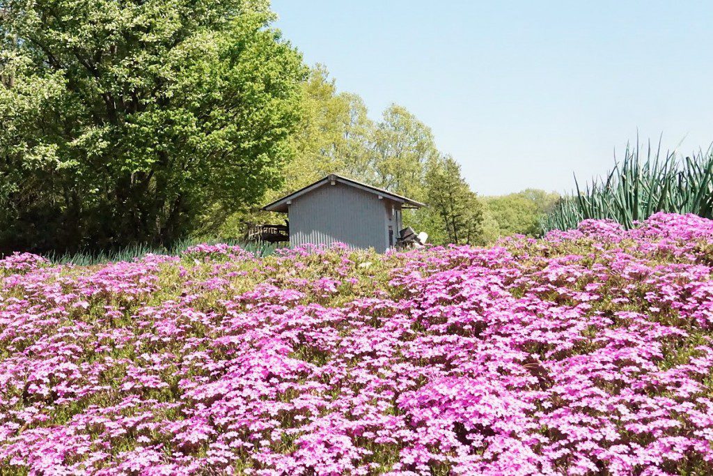 狭山丘陵 芝桜ガーデン