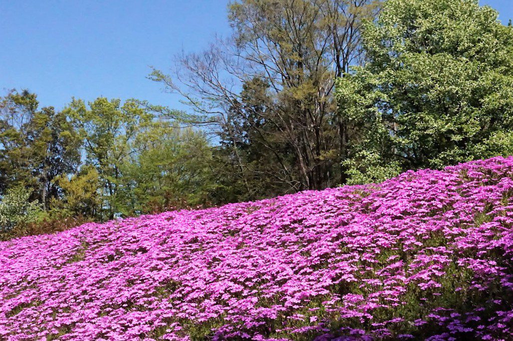 狭山丘陵 芝桜ガーデン
