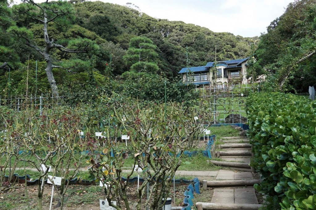 鎌倉文学館 バラ園