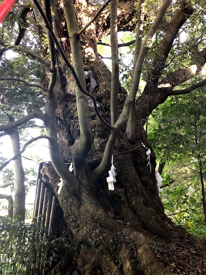 羽村 阿蘇神社 シイ