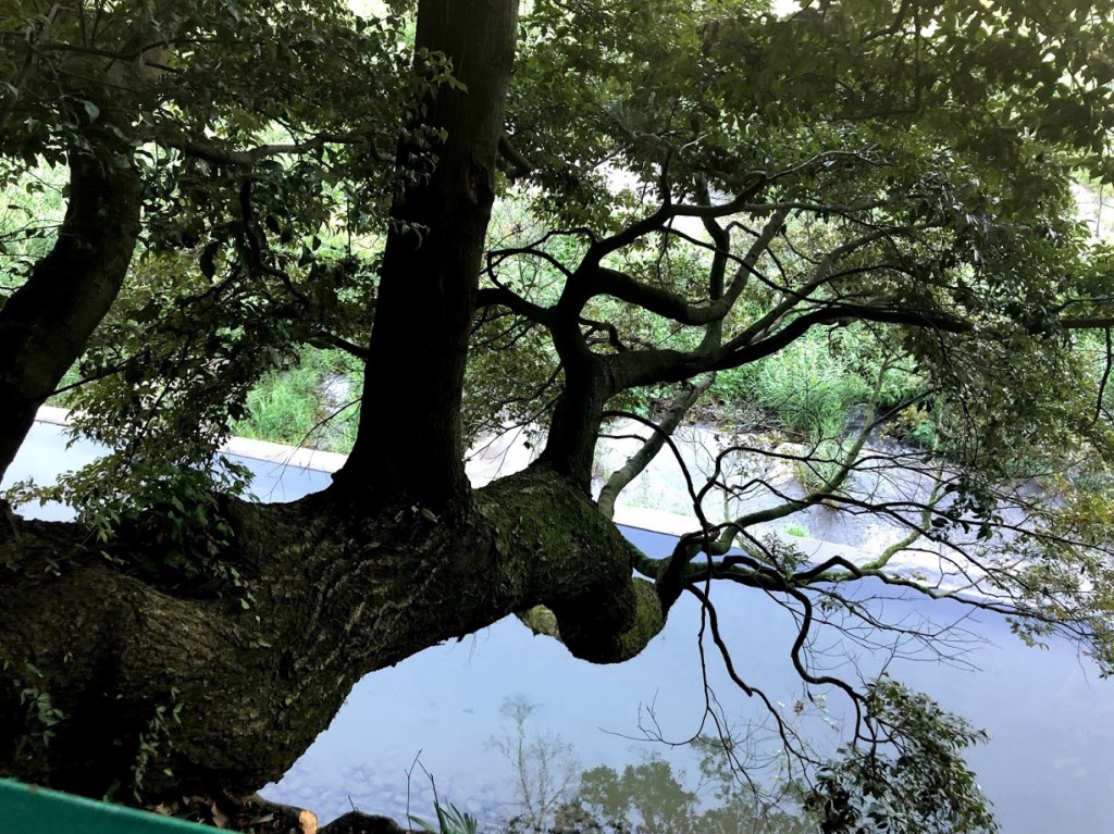羽村 阿蘇神社 シイ