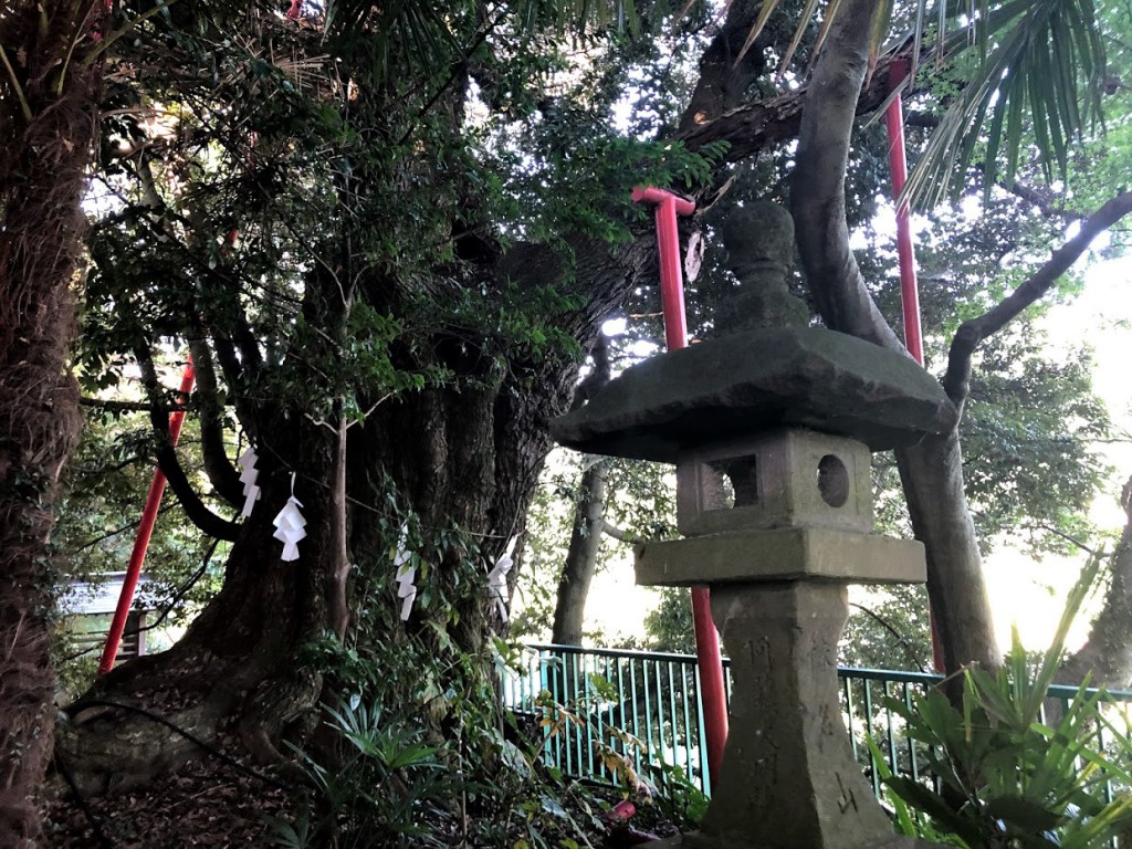 羽村 阿蘇神社 シイ
