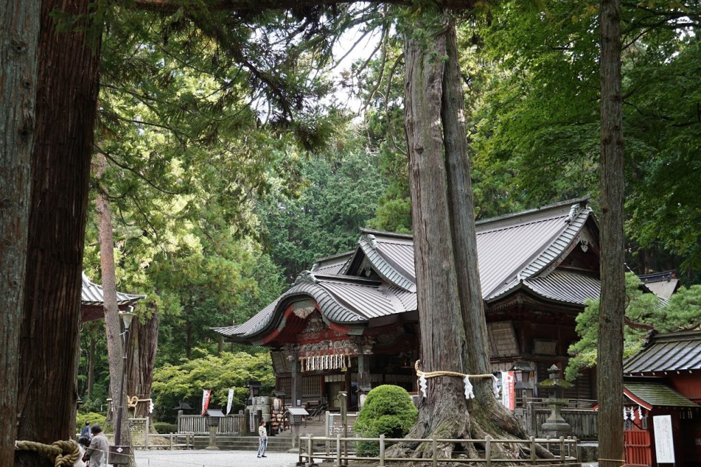 富士浅間神社 夫婦ヒノキ