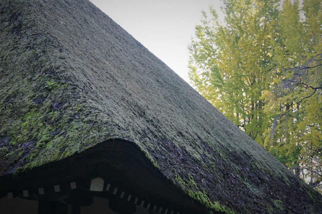 あきる野 五日市 広徳寺 イチョウ