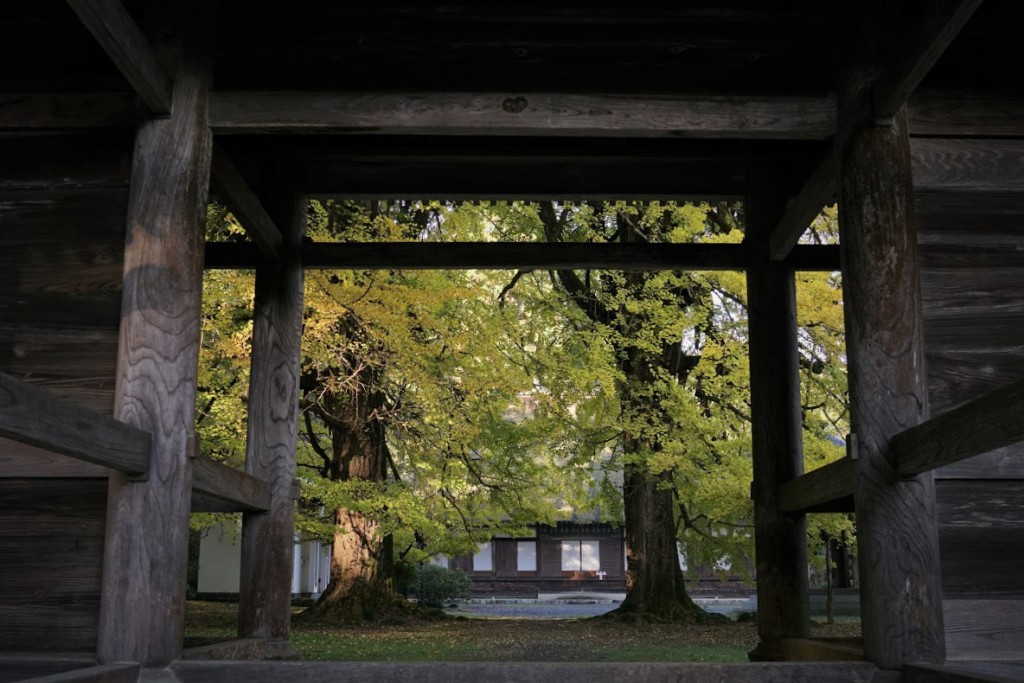 あきる野 五日市 広徳寺 イチョウ