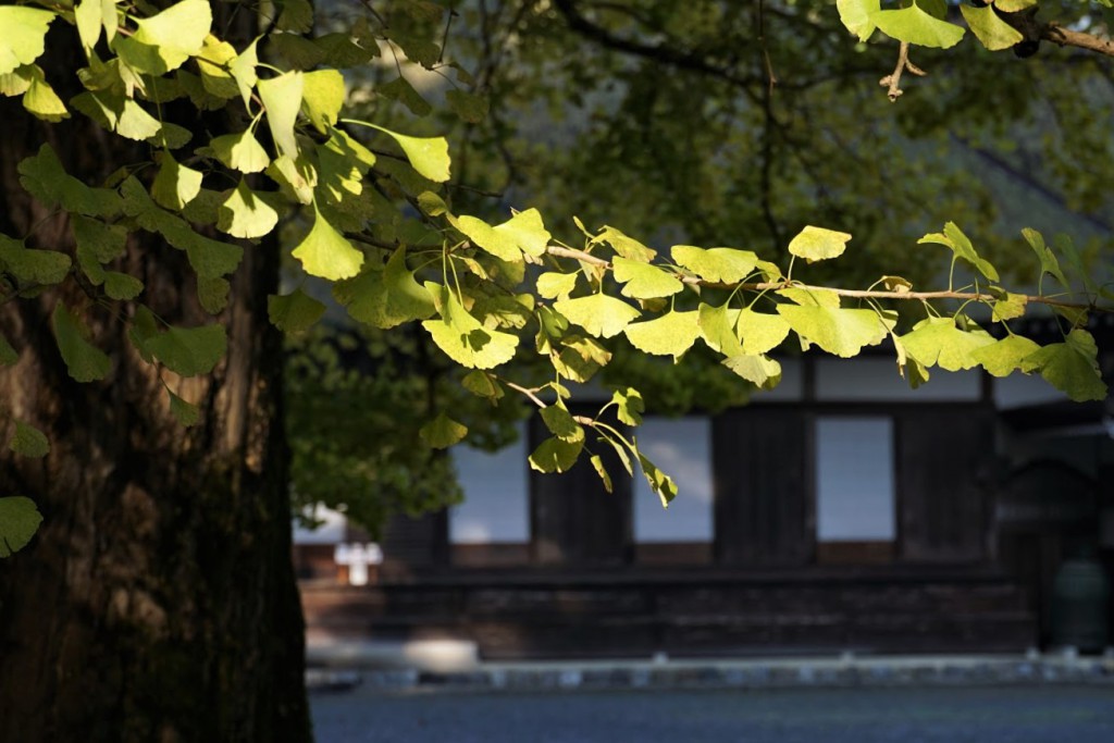 あきる野 五日市 広徳寺 イチョウ
