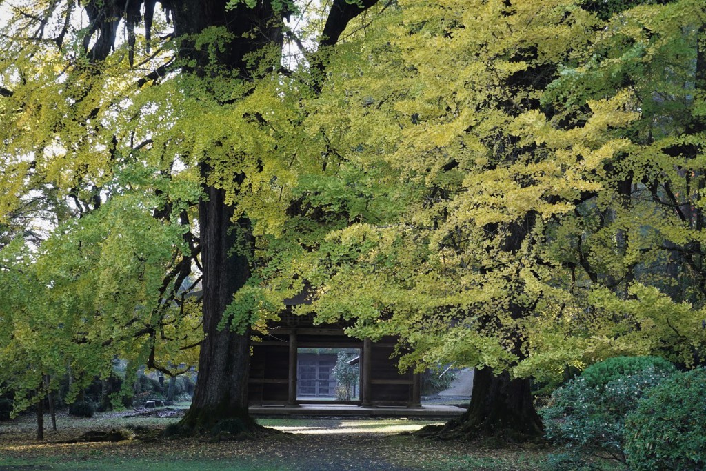 あきる野 五日市 広徳寺 イチョウ