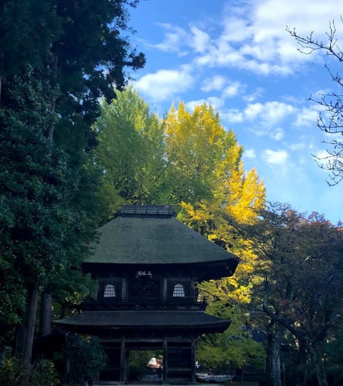あきる野 五日市 広徳寺 イチョウ
