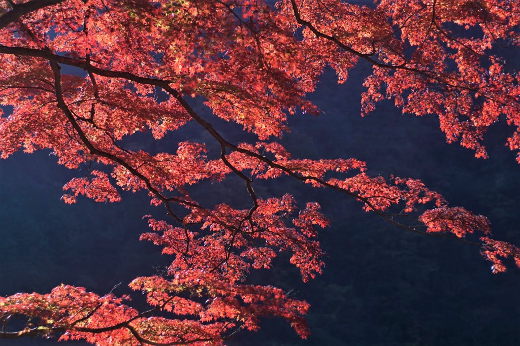 奥多摩 いろは楓 紅葉