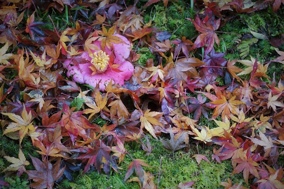 化野念仏寺 紅葉 さざんか