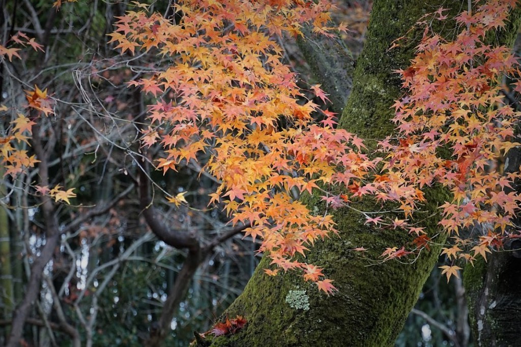 化野念仏寺 紅葉