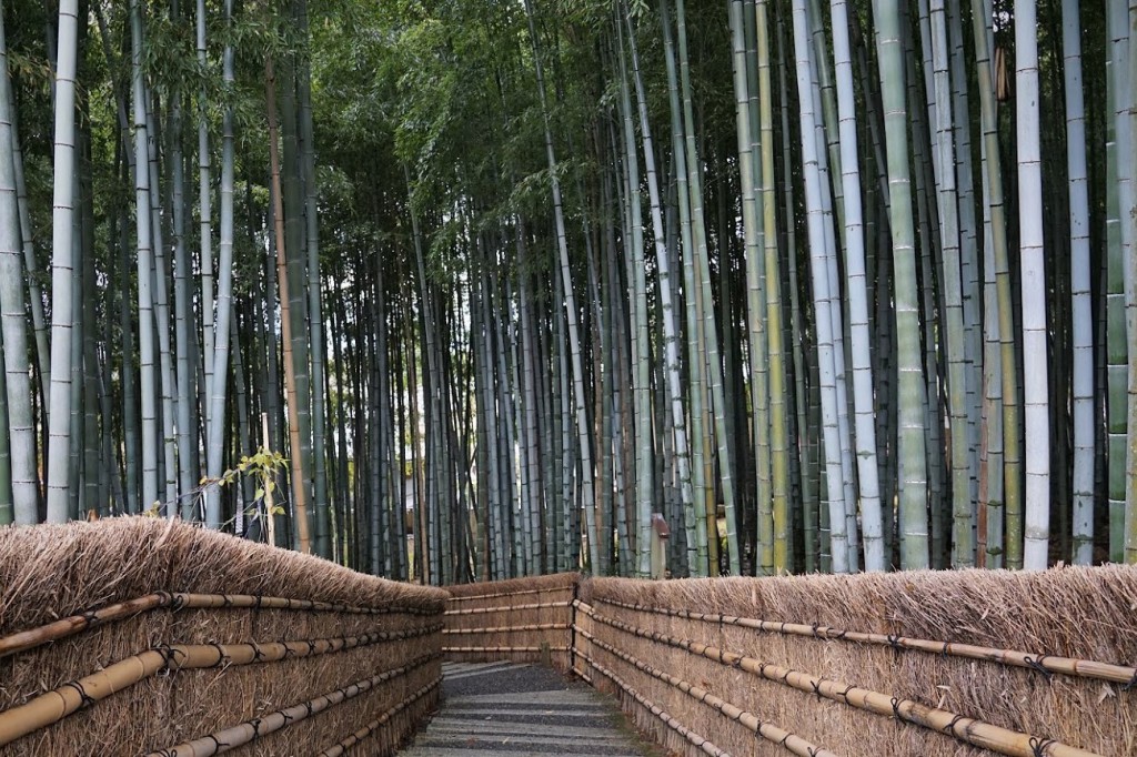 化野念仏寺 竹林
