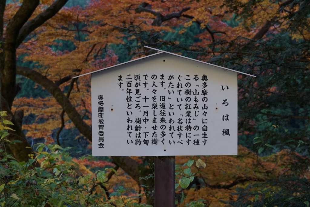 奥多摩 いろは楓